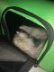 Ferret Animals for sale in Union City, NJ 07087, USA. price: $200