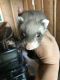 Ferret Animals for sale in Louisa, KY 41230, USA. price: NA