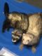 Ferret Animals for sale in 420 N Main St, Kaysville, UT 84037, USA. price: $700