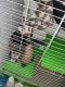 Ferret Animals for sale in Coventry Township, OH, USA. price: NA