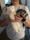 Ferret Animals for sale in Petersburg, OH 44454, USA. price: NA