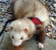 Ferret Animals for sale in 314 E 196th St, The Bronx, NY 10458, USA. price: NA
