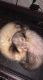 Ferret Animals for sale in Louisville, KY, USA. price: $500