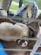 Ferret Animals for sale in Aurora, IL, USA. price: $1,500