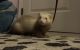 Ferret Animals for sale in North Wales, PA 19454, USA. price: NA