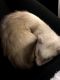 Ferret Animals for sale in Coeur d'Alene, ID, USA. price: $400