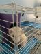 Ferret Animals for sale in Louisville, KY, USA. price: NA