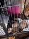 Ferret Animals for sale in Columbus, OH, USA. price: $350