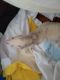 Ferret Animals for sale in Pembroke Pines, FL, USA. price: $100