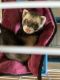 Ferret Animals for sale in 4143 Grand Sunnyview Ln, Houston, TX 77084, USA. price: $200