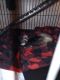 Ferret Animals for sale in Columbus, OH, USA. price: $350