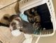 Ferret Animals for sale in Los Angeles, CA, USA. price: $350