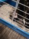Ferret Animals for sale in Harker Heights, TX, USA. price: NA