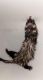 Ferret Animals for sale in Las Vegas, NV 89121, USA. price: $450