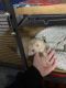 Ferret Animals for sale in Rockford, IL 61102, USA. price: $500