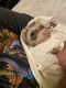 Ferret Animals for sale in Fort Myers, FL, USA. price: $150