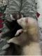 Ferret Animals for sale in Florida, NY, USA. price: NA