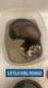 Ferret Animals for sale in La Grande, OR 97850, USA. price: NA