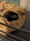 Ferret Animals for sale in Piqua, OH 45356, USA. price: NA