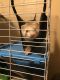 Ferret Animals for sale in Brockport, NY 14420, USA. price: NA