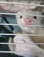 Ferret Animals for sale in Laveen Village, AZ 85339, USA. price: NA
