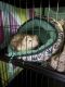 Ferret Animals for sale in Decatur, AL, USA. price: NA