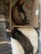 Ferret Animals for sale in 4420 1/2 Arlington Ave, Los Angeles, CA 90043, USA. price: NA