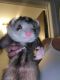 Ferret Animals for sale in Sheppton, PA, USA. price: NA