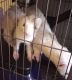 Ferret Animals for sale in New Haven, CT, USA. price: $10,000