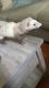 Ferret Animals for sale in Fitchburg, MA 01420, USA. price: $300