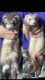 Ferret Animals for sale in Jacksonville, FL 32224, USA. price: $400