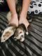 Ferret Animals for sale in 3714 Downing Cir, Deer Park, TX 77536, USA. price: $500
