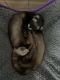 Ferret Animals for sale in Monroe Township, NJ 08831, USA. price: $160