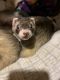 Ferret Animals for sale in Londonderry, NH 03038, USA. price: $50
