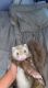 Ferret Animals for sale in Colorado Springs, CO, USA. price: $240