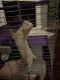 Ferret Animals for sale in 6300 Granite Creek Dr, Fort Worth, TX 76179, USA. price: NA