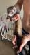 Ferret Animals for sale in Greencastle, IN 46135, USA. price: NA