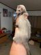 Ferret Animals for sale in Rock Hill, SC, USA. price: NA