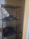 Ferret Animals for sale in 3895 Lisa Ct, Reno, NV 89503, USA. price: NA