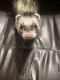Ferret Animals for sale in GRANDVIEW, OH 43212, USA. price: $750