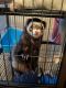 Ferret Animals for sale in Cleveland, OH, USA. price: NA