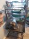 Ferret Animals for sale in Greenwood, IN, USA. price: $500