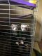 Ferret Animals for sale in Lancaster, TX, USA. price: $450