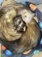 Ferret Animals for sale in Warner Robins, GA, USA. price: $600