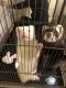 Ferret Animals for sale in Pooler, GA, USA. price: $800