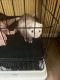 Ferret Animals for sale in Chesapeake, VA 23320, USA. price: $800