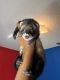 Ferret Animals for sale in Orlando, FL, USA. price: NA