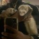 Ferret Animals for sale in Houston, TX, USA. price: $500