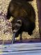 Ferret Animals for sale in Shepherdsville, KY 40165, USA. price: NA
