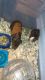 Ferret Animals for sale in Myrtle Beach, SC 29579, USA. price: $100